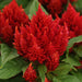 Celosia Live Plants -  Fire Red Cockscomb - Caribbean garden seed