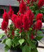 Celosia Live Plants -  Fire Red Cockscomb - Caribbean garden seed