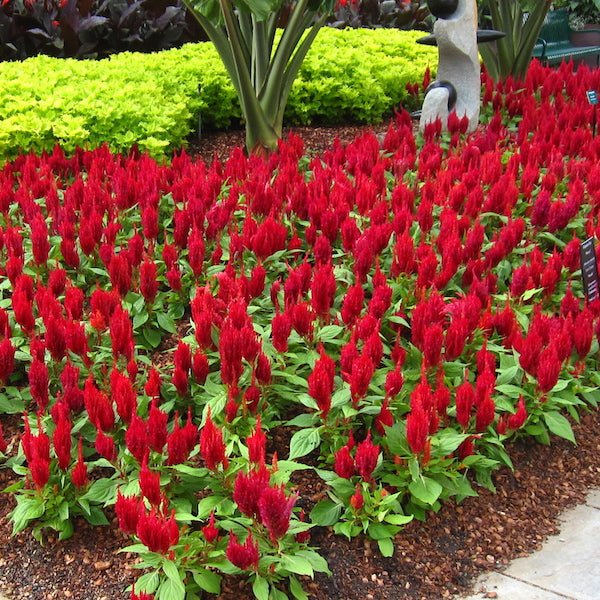 Celosia Live Plants -  Fire Red Cockscomb - Caribbean garden seed