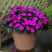 Impatiens Plant - New Guinea ,Pinkj - Caribbean garden seed