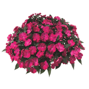 Impatiens Plant - New Guinea ,Pinkj - Caribbean garden seed