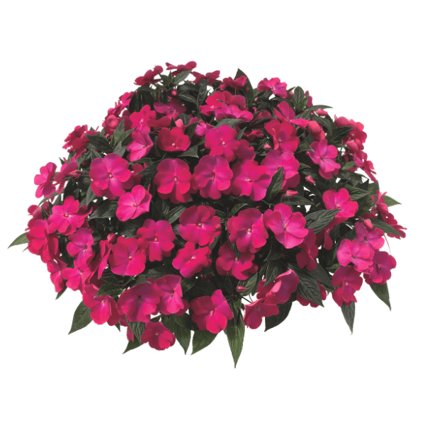 Impatiens Plant - New Guinea ,Pinkj - Caribbean garden seed