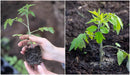 Tomato -Live Plants - Black Brandywine - Caribbean garden seed