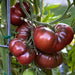 Tomato -Live Plants - Black Brandywine - Caribbean garden seed