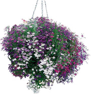 Lobelia Reatta Mixed - Live Plants - Caribbean garden seed