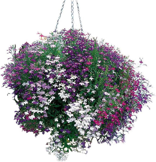 Lobelia Reatta Mixed - Live Plants - Caribbean garden seed