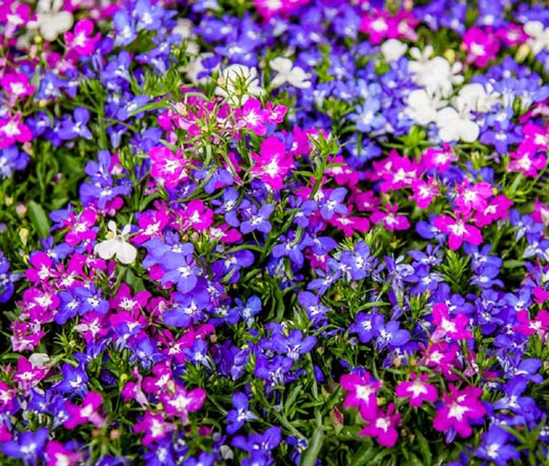 Lobelia Reatta Mixed - Live Plants - Caribbean garden seed