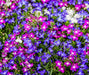 Lobelia Reatta Mixed - Live Plants - Caribbean garden seed