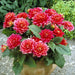 Dahlia Tubers -  Decorative - Berliner Kleene' - Caribbean garden seed
