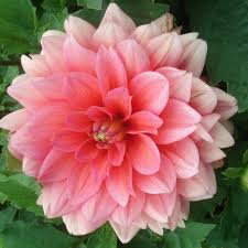 Dahlia Tubers -  Decorative - Berliner Kleene' - Caribbean garden seed