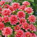 Dahlia Tubers -  Decorative - Berliner Kleene' - Caribbean garden seed