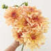 Dahlia Tuber - Dinnerplate ‘Bodacious’ (Copy) - Caribbean garden seed