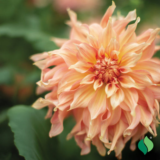 Dahlia Tuber - Dinnerplate ‘Bodacious’ (Copy) - Caribbean garden seed
