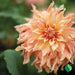 Dahlia Tuber - Dinnerplate ‘Bodacious’ (Copy) - Caribbean garden seed