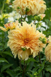 Dahlia Tuber - Dinnerplate ‘Bodacious’ (Copy) - Caribbean garden seed