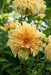 Dahlia Tuber - Dinnerplate ‘Bodacious’ (Copy) - Caribbean garden seed