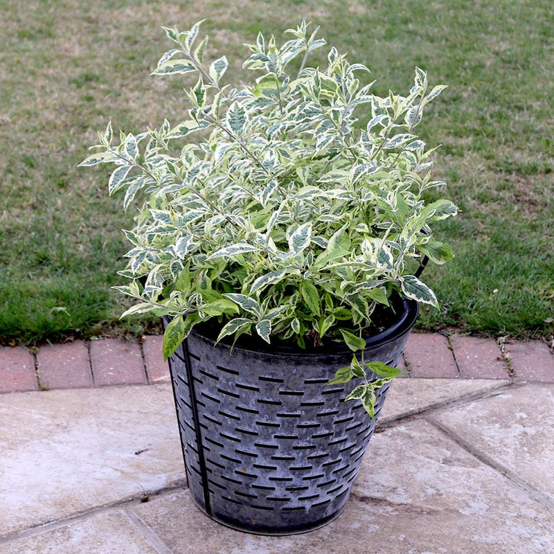 Butterfly Bush -  Buddleia 'Butterfly Gold - Caribbean garden seed
