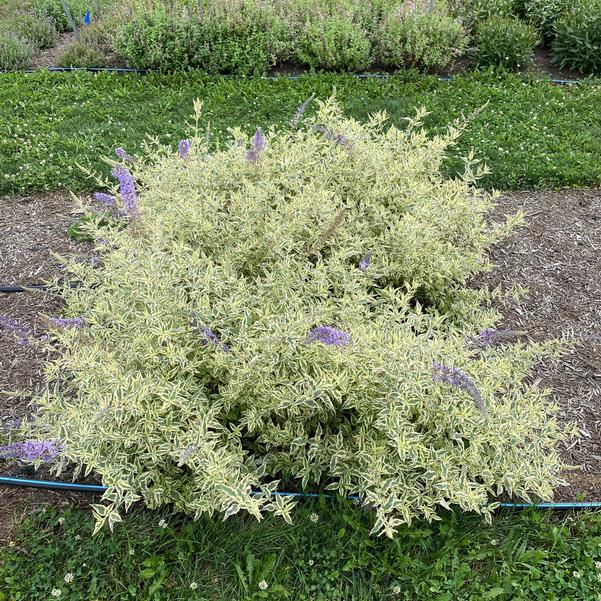 Butterfly Bush -  Buddleia 'Butterfly Gold - Caribbean garden seed