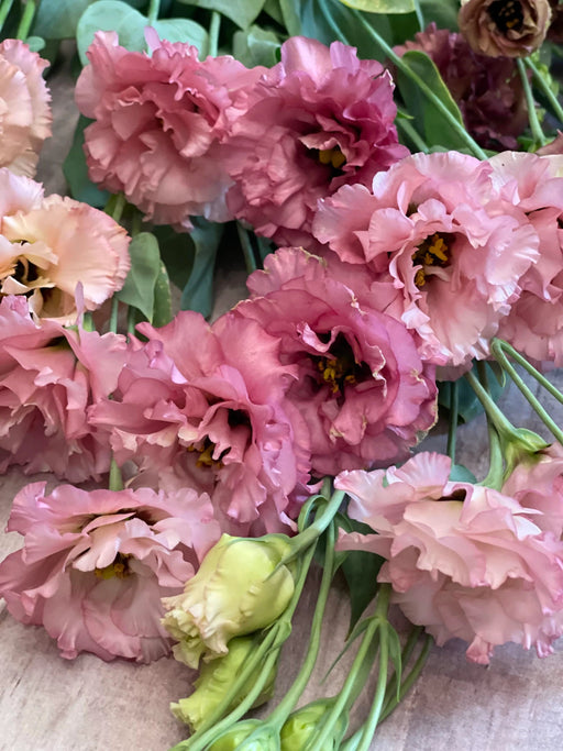 lisianthus Flowers- celeb 2 turn red - Caribbean garden seed