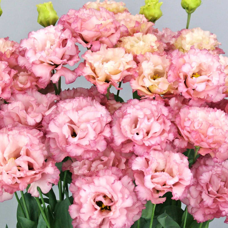 lisianthus Flowers- celeb 2 turn red - Caribbean garden seed