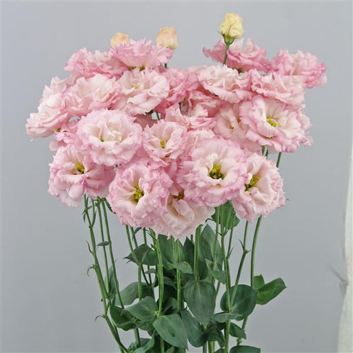lisianthus Flowers- celeb 1 Sankura Pink - Caribbean garden seed