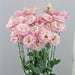 lisianthus Flowers- celeb 1 Sankura Pink - Caribbean garden seed