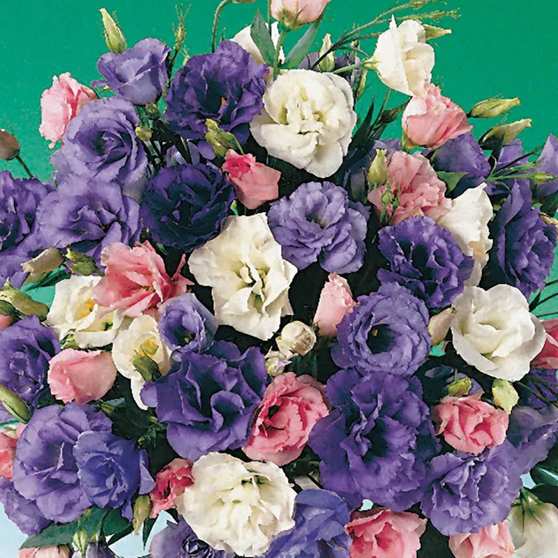 Lisianthus Live Plant, Well Rooted Plants in - 3" Pots - Caribbean garden seed