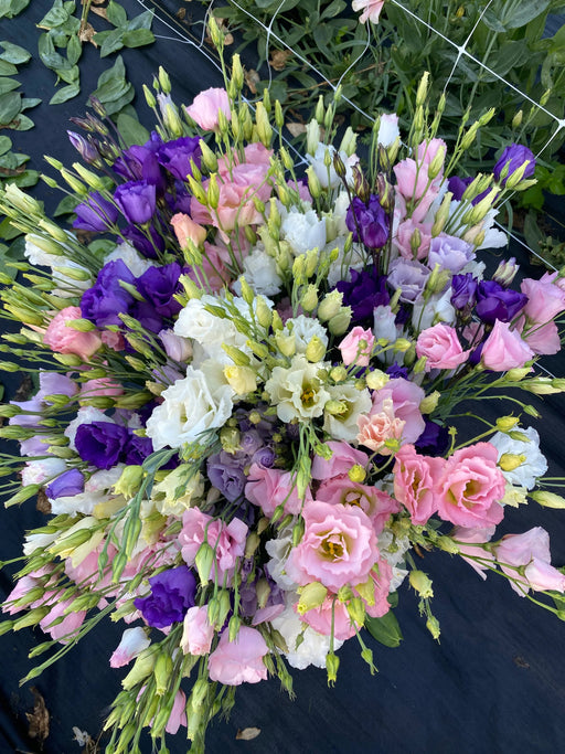 Lisianthus Live Plant, Well Rooted Plants in - 3" Pots - Caribbean garden seed