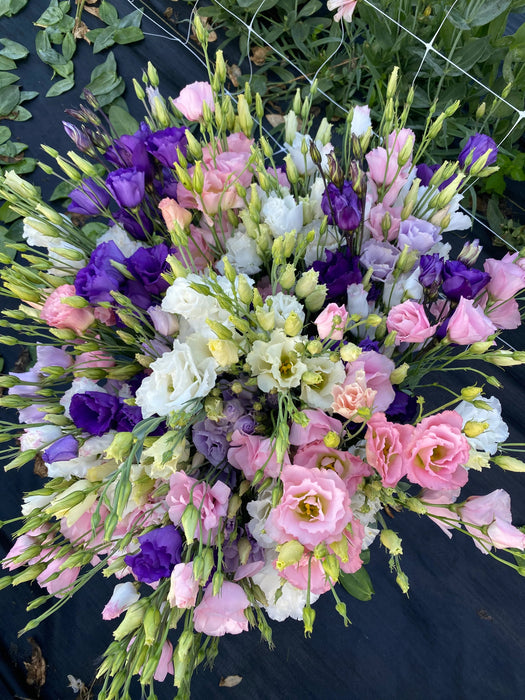 Lisianthus Live Plant, Well Rooted Plants in - 3" Pots - Caribbean garden seed