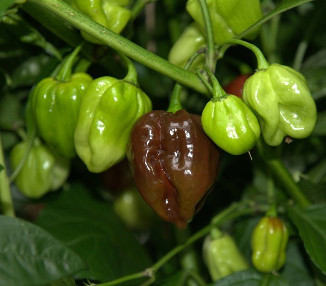 Habanero Pepper - Live Plant, Chocolate - Caribbean garden seed