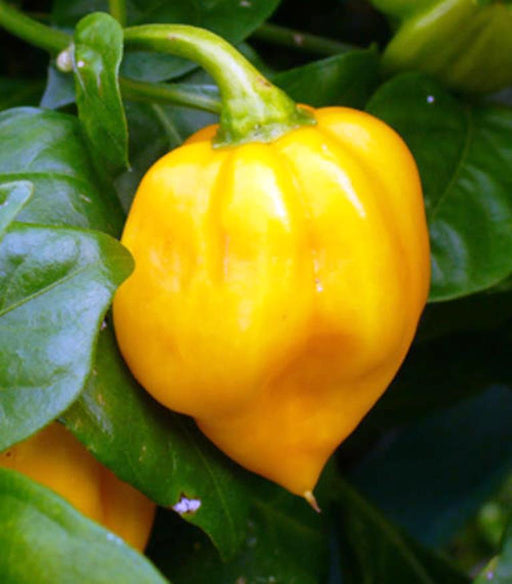 Habanero Pepper - Live Plant, Yellow - Caribbean garden seed