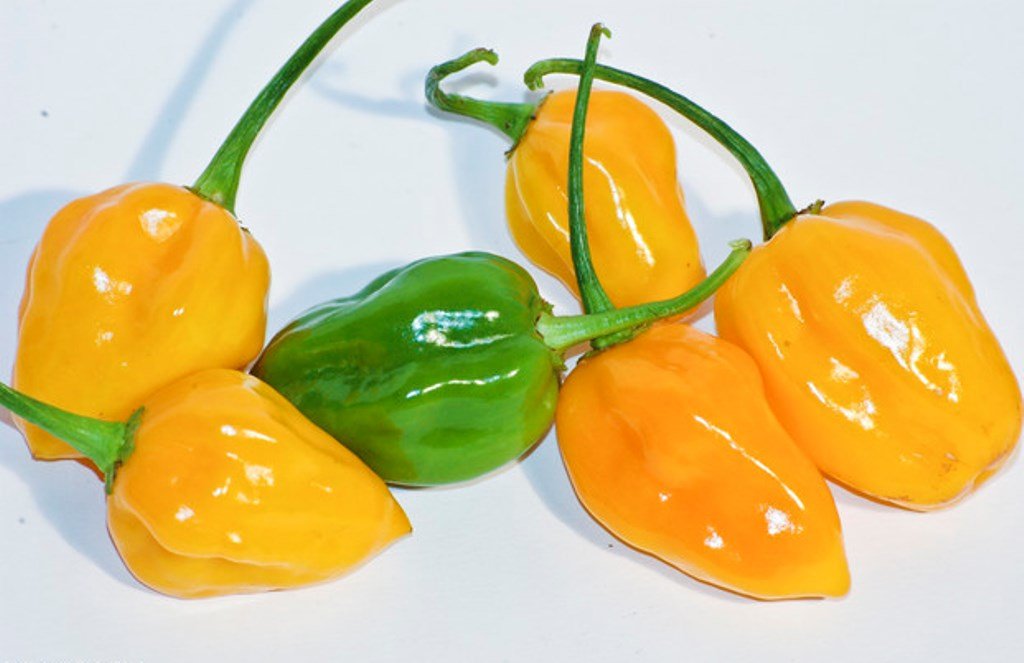 Habanero Pepper - Live Plant, Yellow - Caribbean garden seed