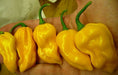 Habanero Pepper - Live Plant, Yellow - Caribbean garden seed
