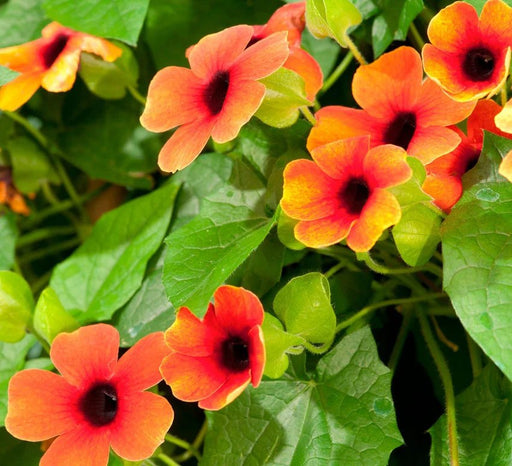 Black-eyed Susan vine (Live Plants) Sunny Sussy Glow - Caribbean garden seed