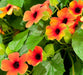 Black-eyed Susan vine (Live Plants) Sunny Sussy Glow - Caribbean garden seed