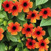 Black-eyed Susan vine (Live Plants) Sunny Sussy Glow - Caribbean garden seed