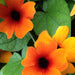 Black-eyed Susan vine (Live Plants) Sunny Sussy Glow - Caribbean garden seed