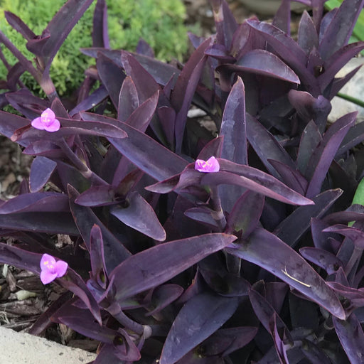 setcreasea purple queen, live Plants - Caribbean garden seed