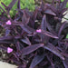 setcreasea purple queen, live Plants - Caribbean garden seed