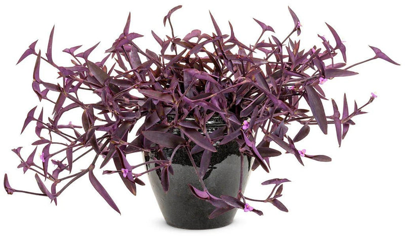 setcreasea purple queen, live Plants - Caribbean garden seed