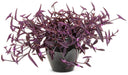 setcreasea purple queen, live Plants - Caribbean garden seed