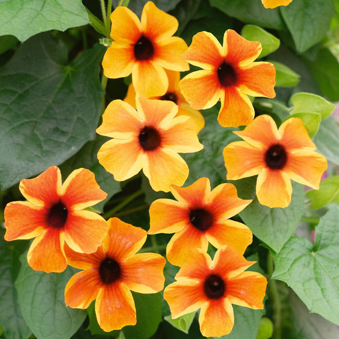 Black-eyed Susan vine (Live Plants) Sunny Sussy ,Amber Stripe - Caribbean garden seed