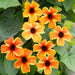 Black-eyed Susan vine (Live Plants) Sunny Sussy ,Amber Stripe - Caribbean garden seed