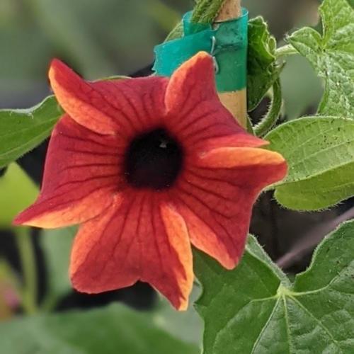 Black-eyed Susan vine (Live Plants) Sunny Sussy ,Amber Stripe - Caribbean garden seed