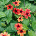 Black-eyed Susan vine (Live Plants) Sunny Sussy ,Amber Stripe - Caribbean garden seed