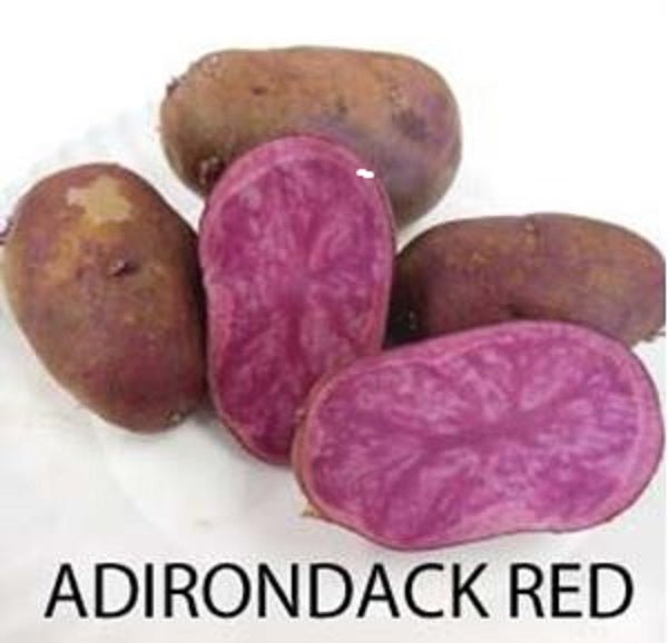 Seed Potato  - Adirondack Red - Caribbean garden seed
