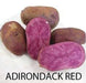 Seed Potato  - Adirondack Red - Caribbean garden seed