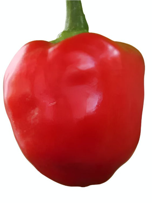 Live Pepper plants - Malawi Piquante, Peppadew - Caribbean garden seed