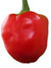 Live Pepper plants - Malawi Piquante, Peppadew - Caribbean garden seed