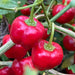 Live Pepper plants - Malawi Piquante, Peppadew - Caribbean garden seed